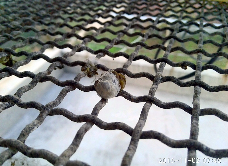 ´ڞg[DƬ