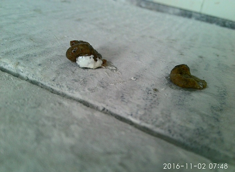 ´ڞg[DƬ