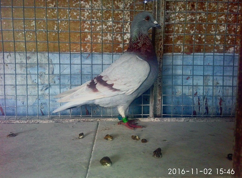 ´ڞg[DƬ