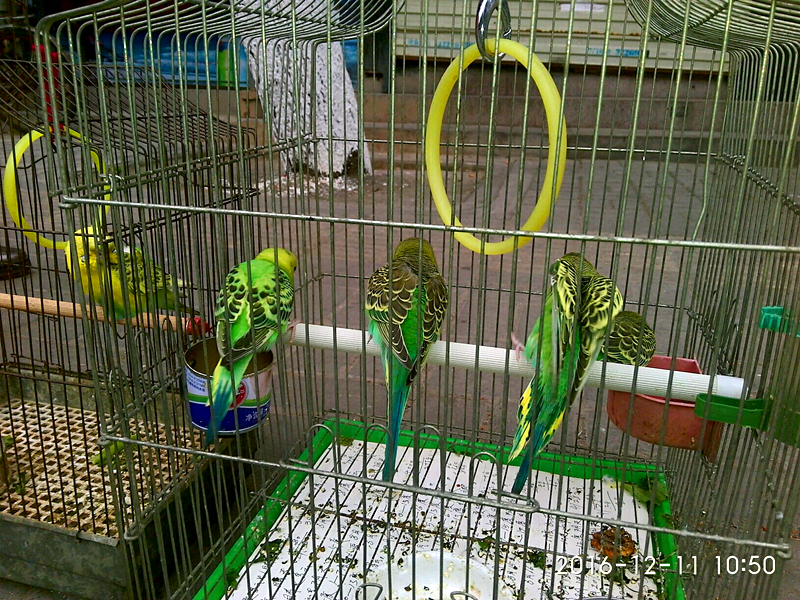 ´ڞg[DƬ