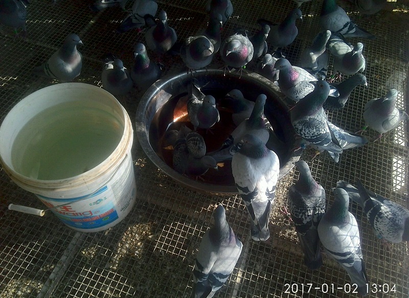 ´ڞg[DƬ