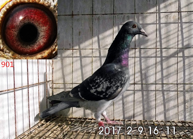 ´ڞg[DƬ