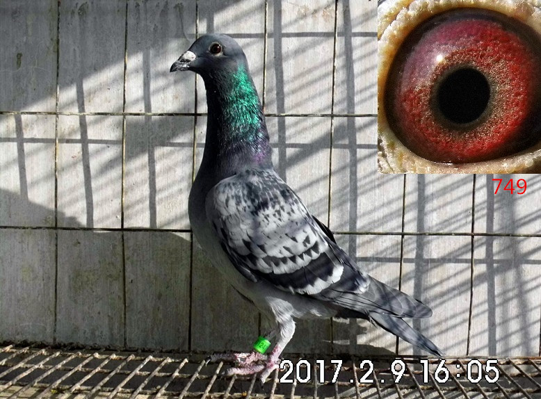 ´ڞg[DƬ
