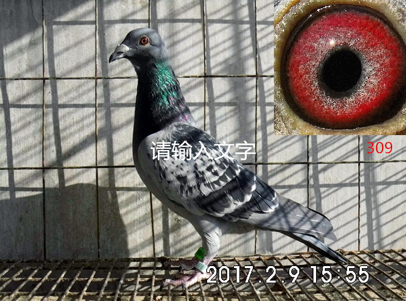 ´ڞg[DƬ
