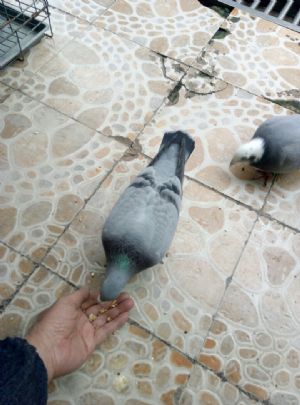 ´ڞg[DƬ