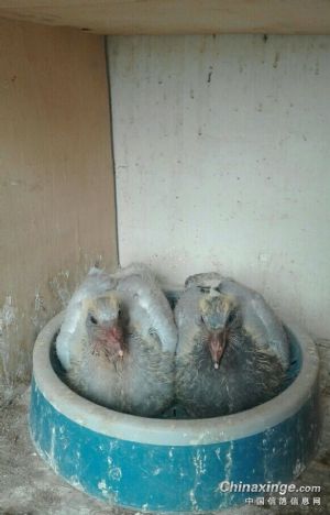 幼鸽还在襁褓中嗷嗷待哺母鸽又下蛋了,公鸽一脸茫然与