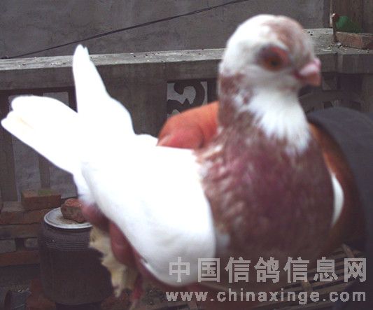 ���εı�����С��롱(ͼ)