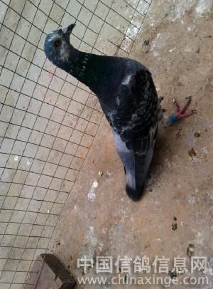 ������ҽ(ͼ)