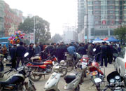 热闹的淮南鸽市(图)