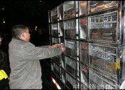 ���컪��������ֲ�08��ʥ���������뻨�� 