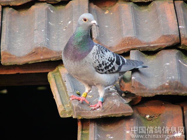 ���ϸ뾭(2)���ָ��������