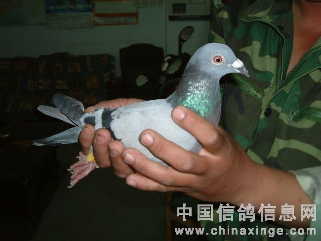 ǧ4鳲(ͼ)