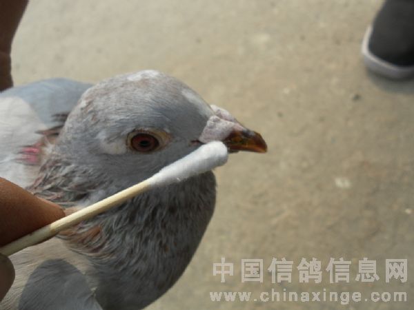 鳲עϺ(ͼ)