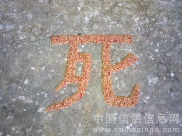 �׸�����󱲡���ɱ��(ͼ)