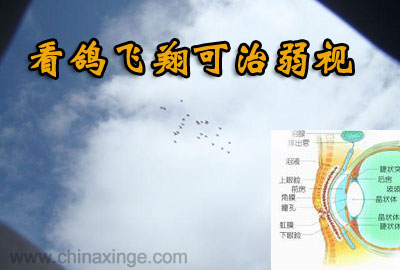 看鸽飞翔可治弱视