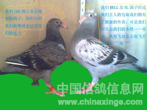 CHN �� BELG �� NL