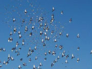 ������䣺�����＾�ŷ���(ͼ¼)