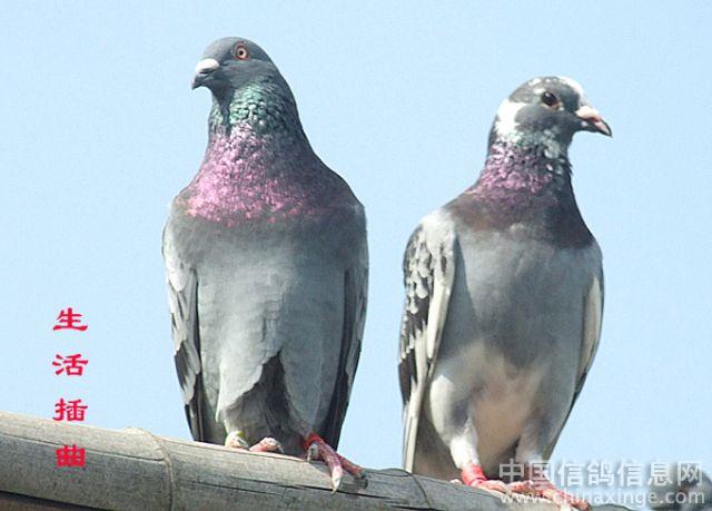 ͼ˵����Ȥ������