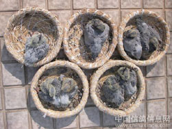 ����2008���˻��廷