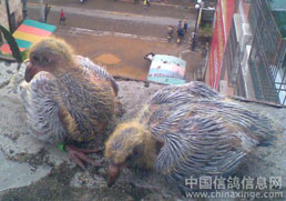 ��ˮ���˱������� ����ѵ���ٶ��Ƴ٣�ͼ��