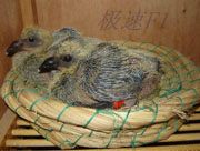 ���ӳɳ�������ͼ��˵