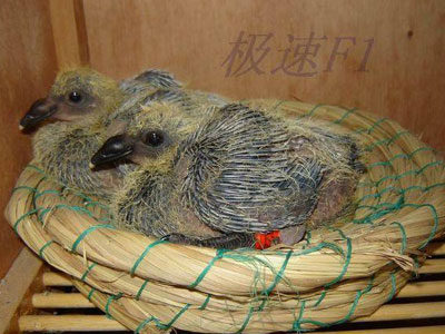 ���ӳɳ�������ͼ��˵