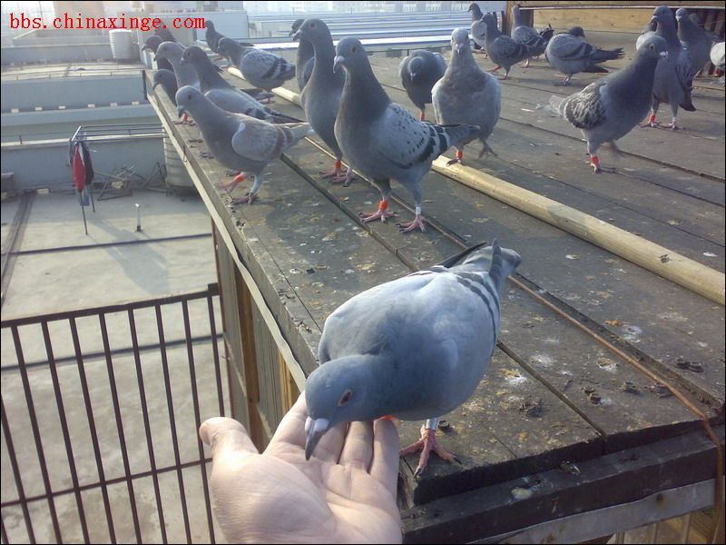 2008�����رȵĳɳ�