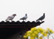“恋曲2009”之春来篇(图)