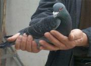 �ּ�2��Ҫ�������ٸ��ӣ�ͼ��