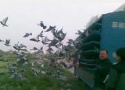 ������������ͷ�ڷ�(ͼ)