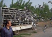 �����������蹫�����ͼƬ����