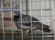 �������뻬��¬ ��������ϯ��Ұ