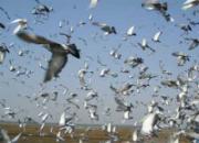 ����������Ԥ��ͼƬ����