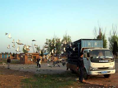 �������ž���������Ӱ