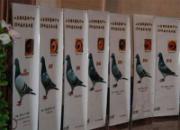 ɽ�������������ľ�����������