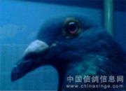 �����׵絲��ס����ҹ���鳲