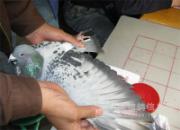 �����³Ǹ��400������������ֳ�