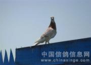 �³Ǹ����������ǰ10������(ͼ)