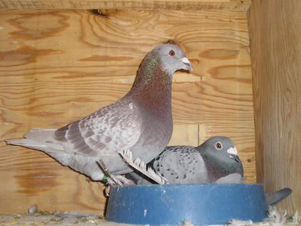 ��������ʵ������ɹ���