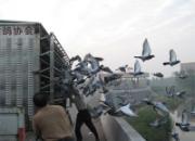 ���Ÿ�Э100ר��������������ֳ�