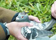 ��ѧ�Ҹ��Ÿ밲�ϡ���ϻ�ӡ�