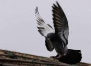 �Ÿ붯��������˲��(ͼ)