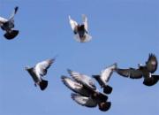 ���ͣ����賤��(ͼ)