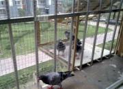 15Ԫ��������(ͼ)