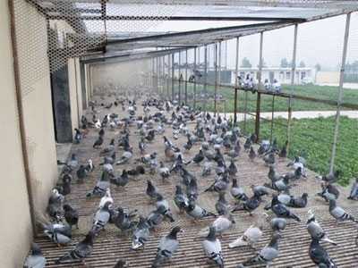 ��̨�����������밲Ȼ����