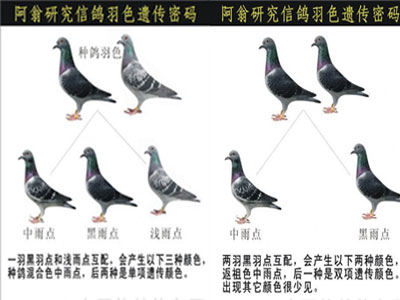 ���أ��Ÿ���ɫ�Ŵ�����(ͼ)