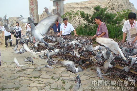 ̩�����Ϊ��ʮһ��ȫ�˻�ʥ��ɼ��Ųʸ�