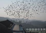 ������ӹ���25����ѵ��ͼƬ����