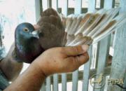 ��̩�������������������ھ�