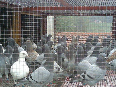 �����˷�������(ͼ)